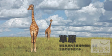 Load image into Gallery viewer, National Geographic Little Kids First Big Book of Animals • 國家地理小小動物探險家