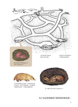 Load image into Gallery viewer, Nature's Architects: Mamoru Suzuki's Illustrated Book of 109 Animal Homes • 天生建築家:鈴木守的109種動物巢穴大發現