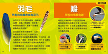 Load image into Gallery viewer, National Geographic Little Kids First Big Book of Birds • 國家地理小小鳥類探險家