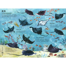 Load image into Gallery viewer, The Big Book of the Blue • 海洋大書BLUE