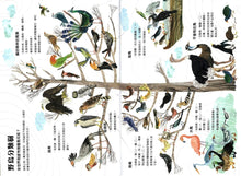 Load image into Gallery viewer, The Big Book of Birds • 野鳥大書BIRDS