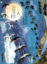 Load image into Gallery viewer, The Big Book of Birds • 野鳥大書BIRDS