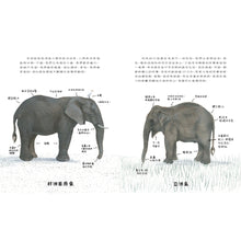 Load image into Gallery viewer, The Elephant • 大象
