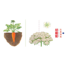 Load image into Gallery viewer, Grow, Little Seed, Grow! (Vegetables Edition) • 小種子，快長大（蔬菜篇）
