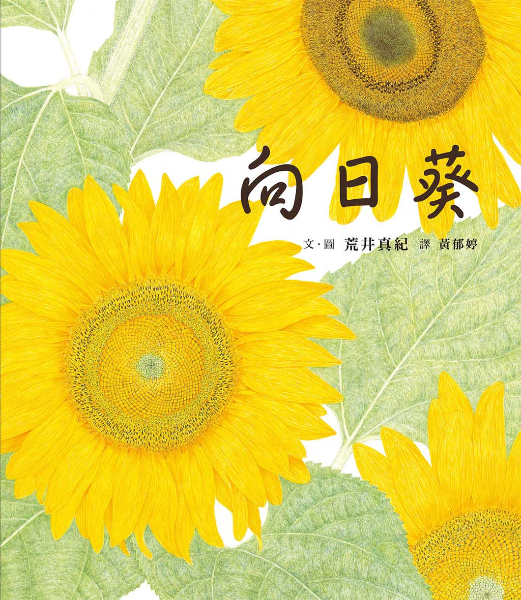 Sunflower • 向日葵